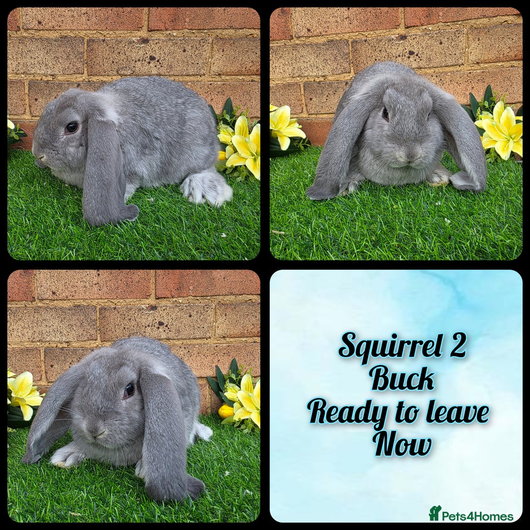 French Lop rabbits for sale: Fully Pedigree French Lops - Advert 6