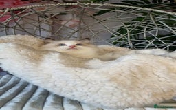 Ragdoll cats for sale: Quality Tica reg Ragdoll kittens  - Image 5
