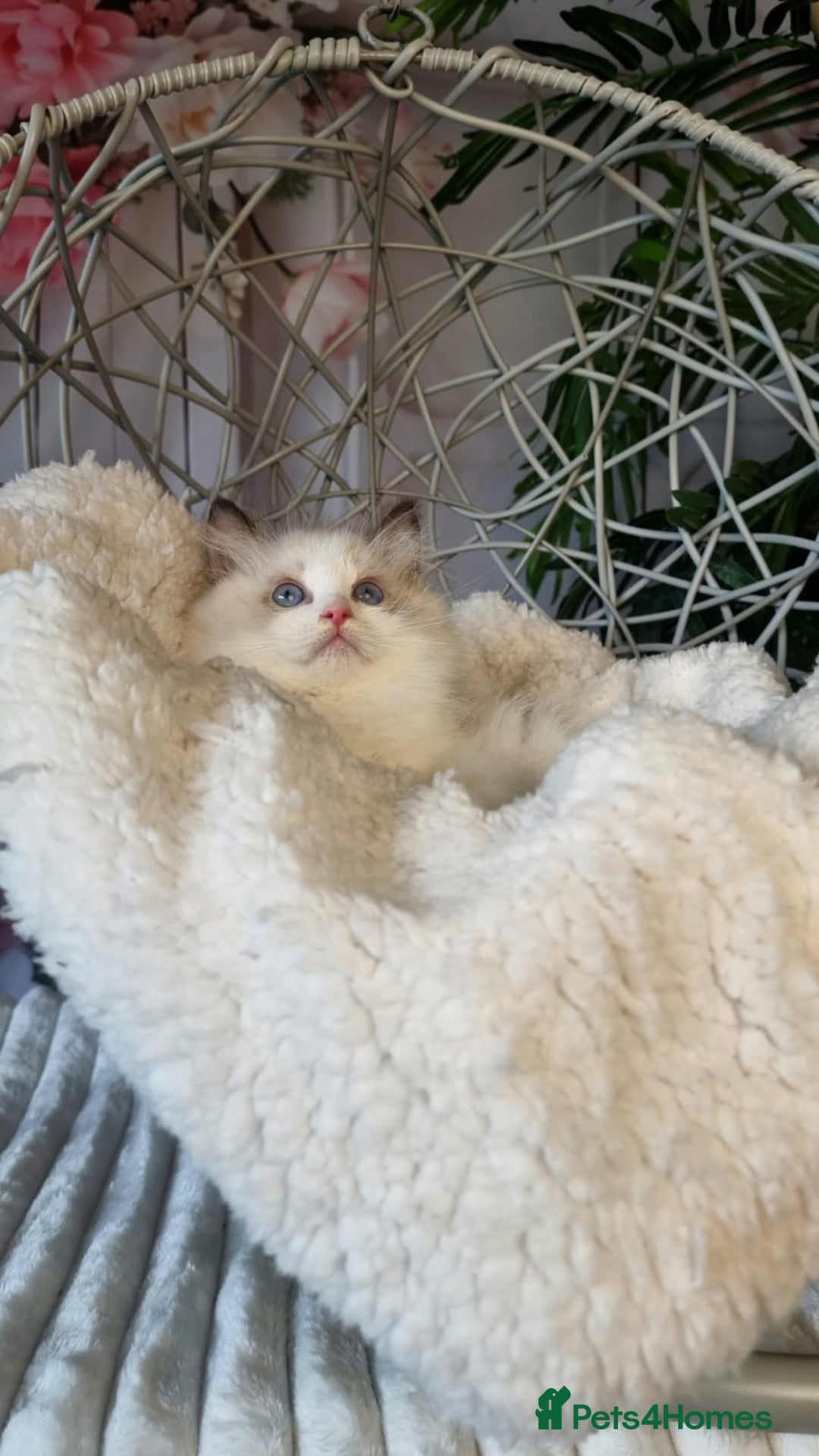 Ragdoll cats for sale: Quality Tica reg Ragdoll kittens  - Image 5