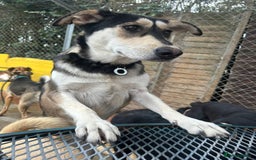 Mixed Breed dogs for adoption: Travis - Norwich Norfolk  - Image 10