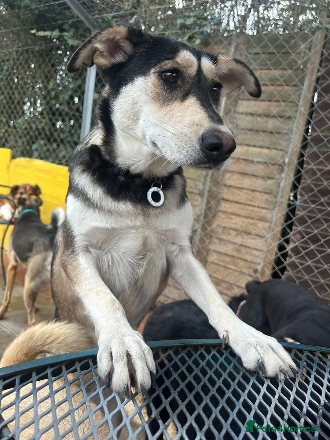 Mixed Breed dogs for adoption: Travis - Norwich Norfolk  - Image 10