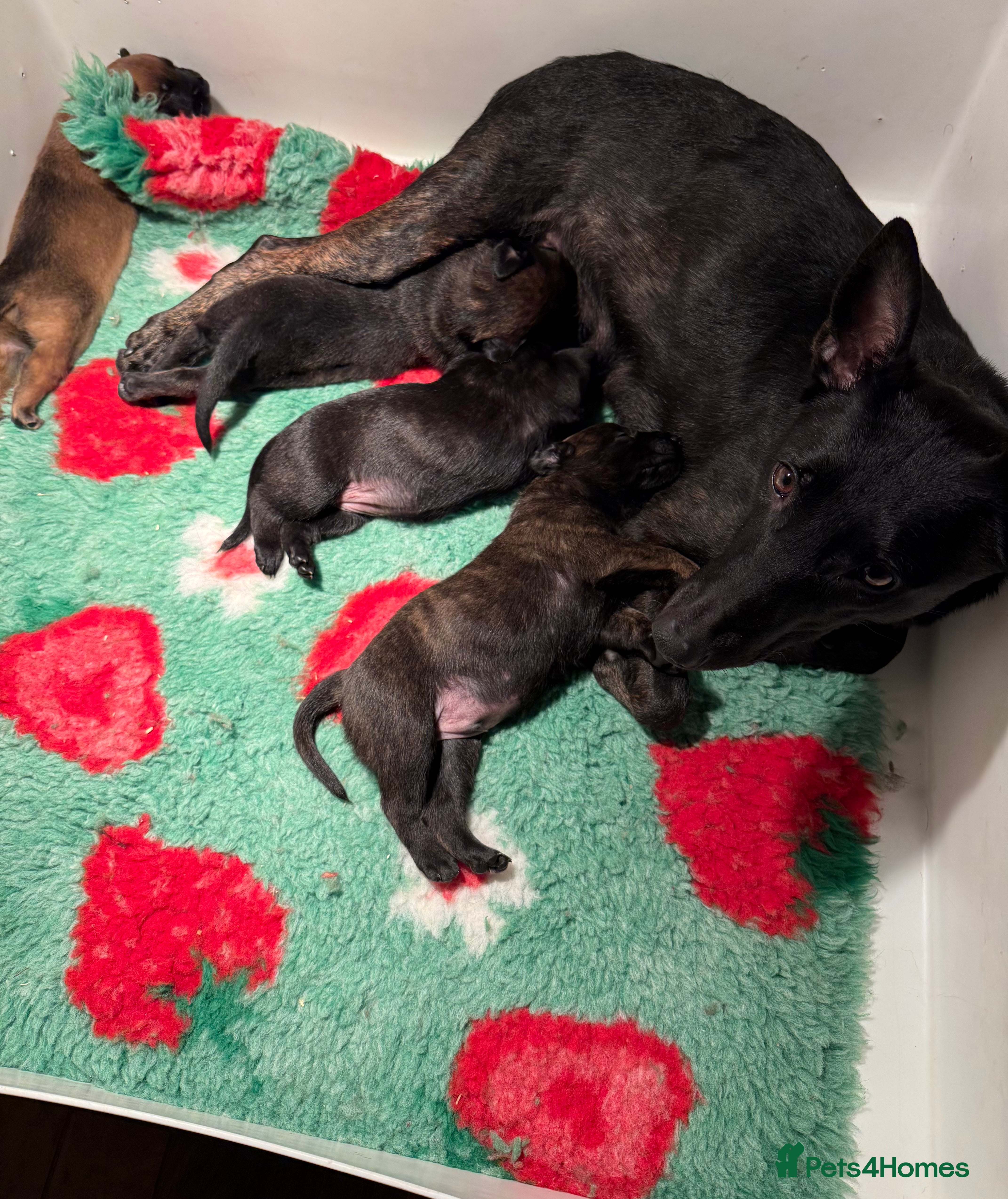 Belgian Shepherd Dog dogs Dutch Herder pups available!!  - Advert 13