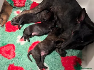 Belgian Shepherd Dog dogs Dutch Herder pups available!! - Advert 3