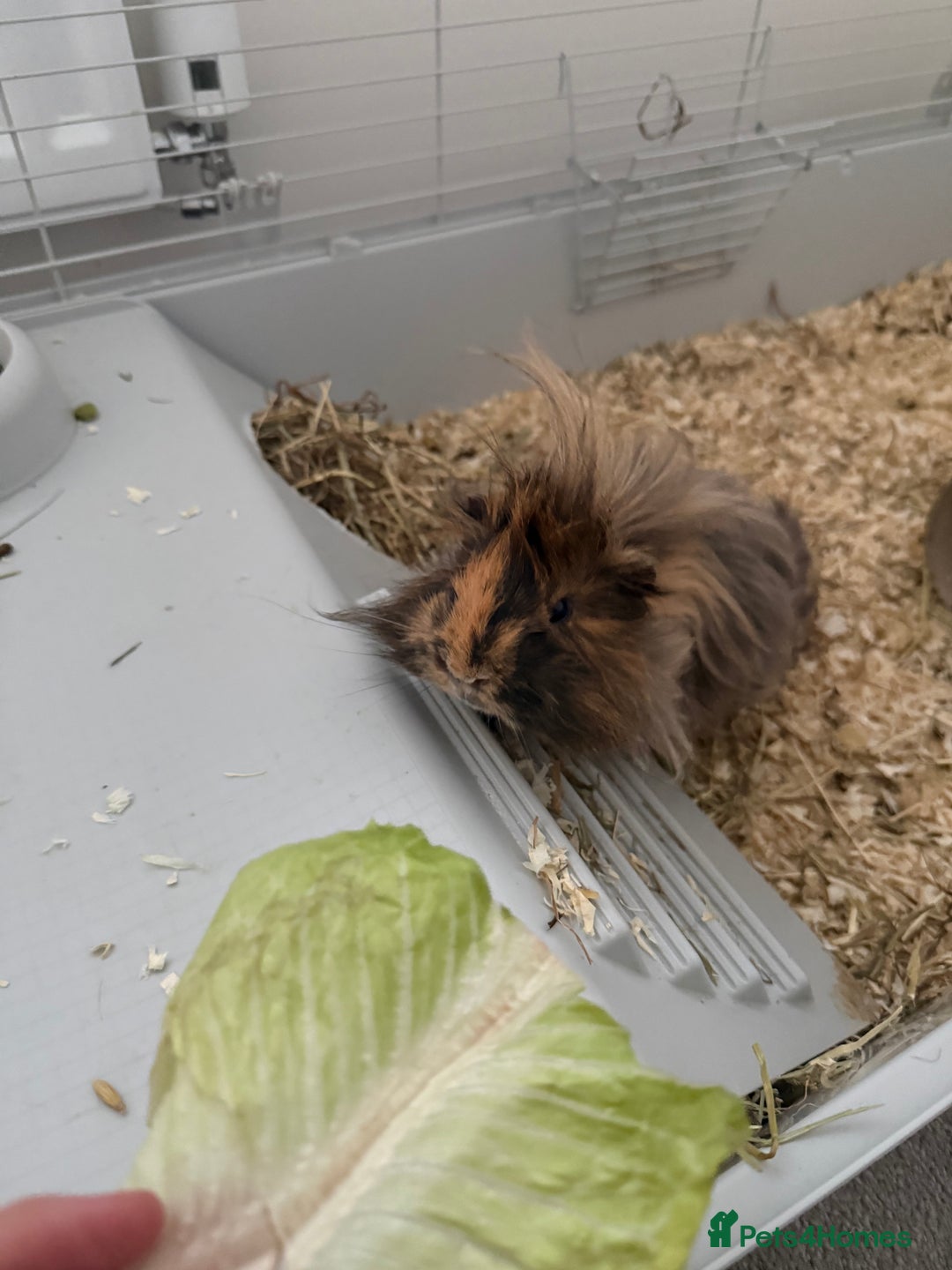 Guinea Pig rodents for sale: Guinea pigs for sale - Advert 1
