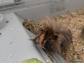 Guinea Pig rodents Guinea pigs for sale - Advert 1