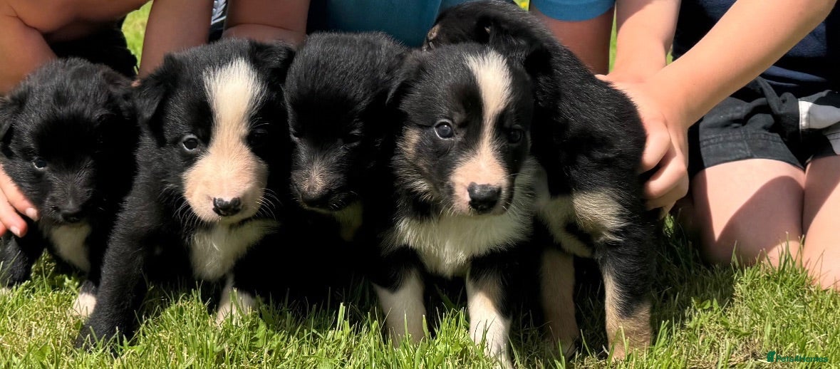 Border Collie dogs ISDS registered Border Collie pups - working/trial - Advert 8