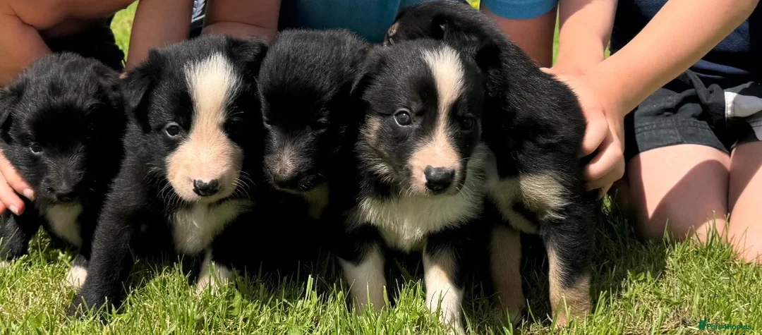 Border Collie dogs for sale: ISDS registered Border Collie pups - working/trial - Advert 1