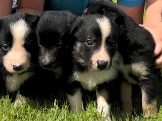 Border Collie dogs ISDS registered Border Collie pups - working/trial - Advert 5