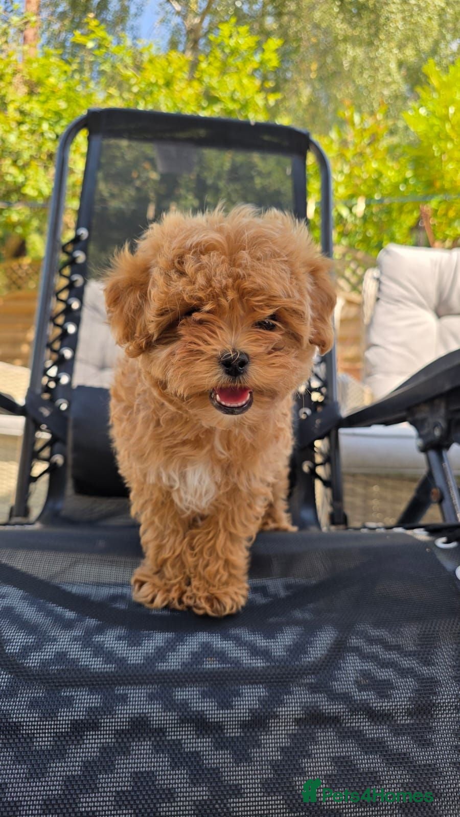 Maltipoo dogs READY TO LEAVE TODAY Tiny Toy Maltipoo puppies 🐶 - Advert 1