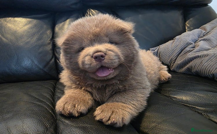 Chow Chow dogs - Advert 4
