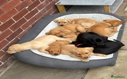 Labrador Retriever dogs for sale: Labrador 2 x boys left FTW Drakeshead Flycatcher   in Blackpool - Image 1