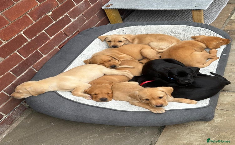 Labrador Retriever dogs in Blackpool - Advert 15