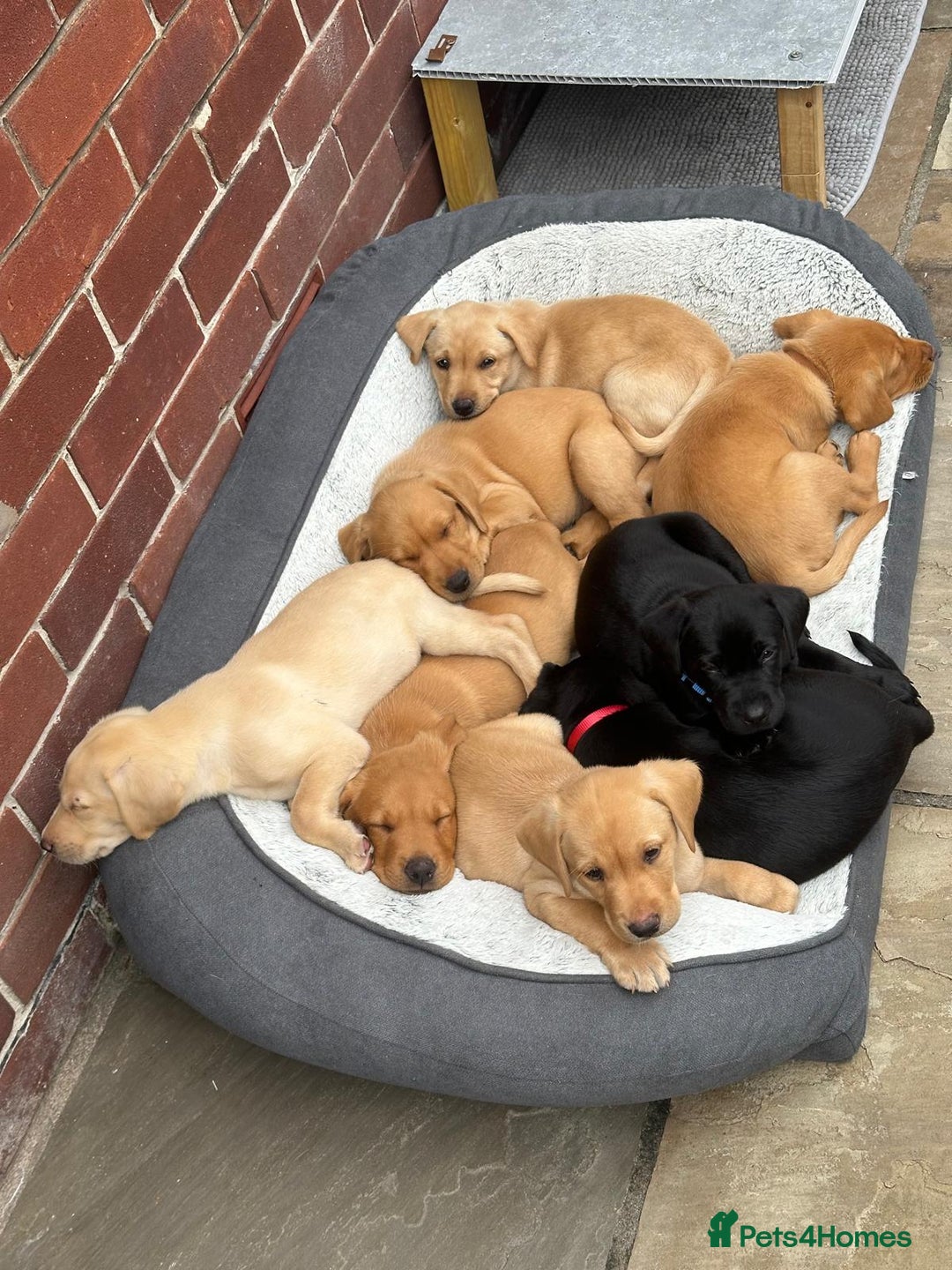 Labrador Retriever dogs for sale: Labrador 2 x boys left FTW Drakeshead Flycatcher   in Blackpool - Image 1