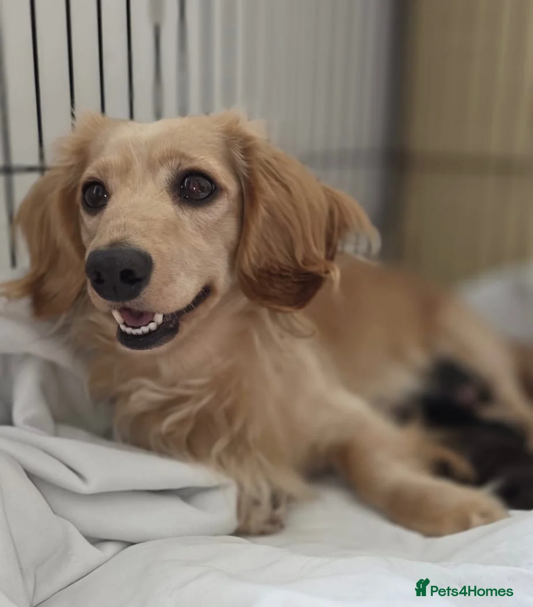 Miniature Dachshund dogs for sale: Black&Tan Puppies Looking for Their Forever Homes! - Advert 1