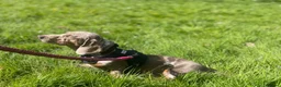 Dachshund dogs for sale: 9 month old dachshund  - Advert 2