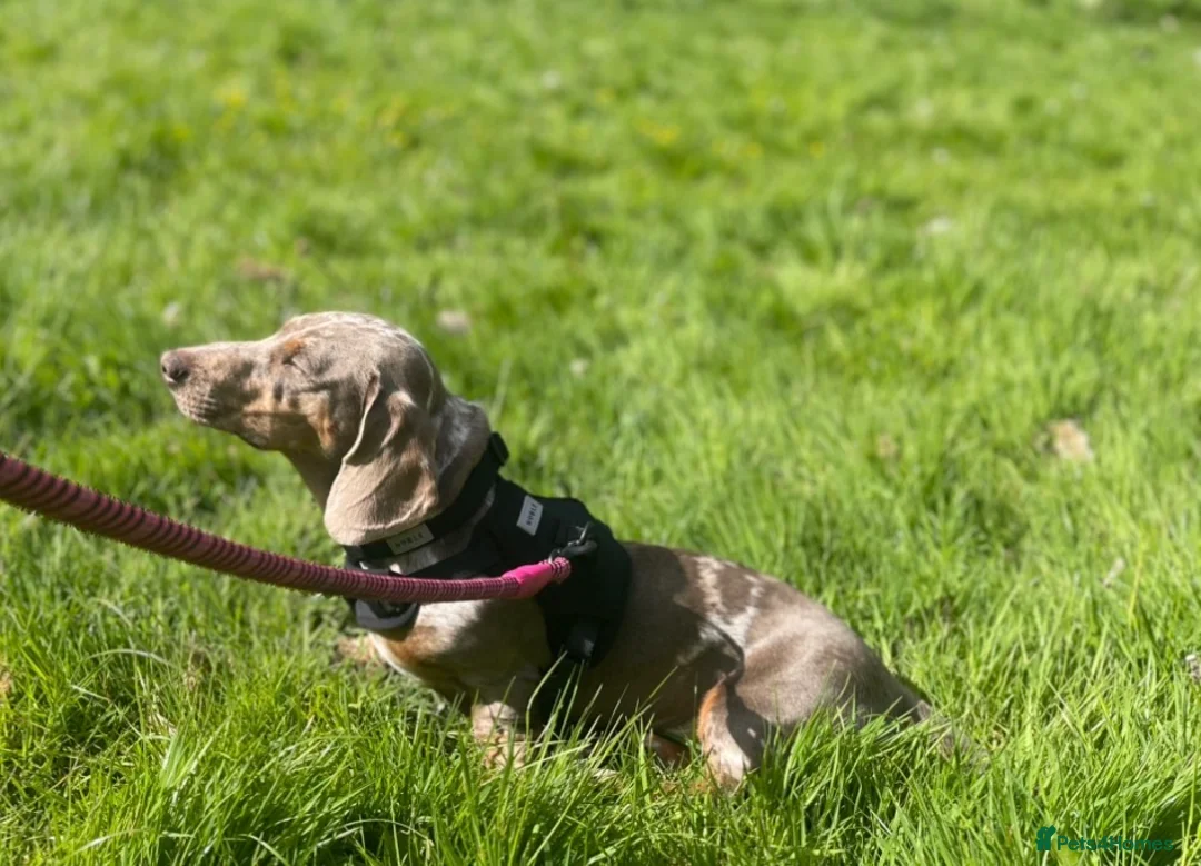Dachshund dogs for sale: 9 month old dachshund  - Advert 2