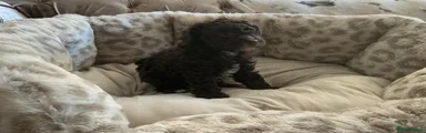 Miniature Poodle 3