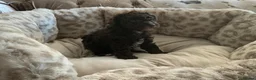 Miniature Poodle dogs for sale: Beautiful miniature poodle puppies - Advert 4