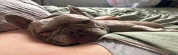 French Bulldog dogs for sale: Bonnie - Advert 2
