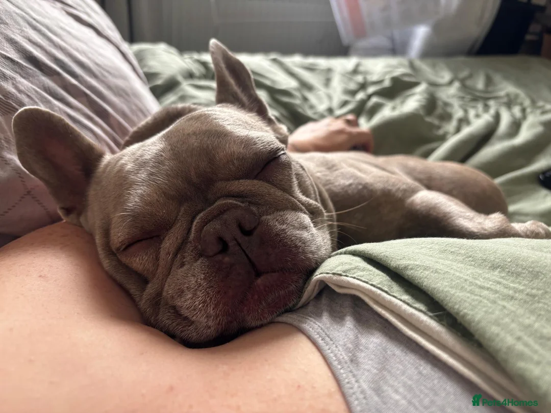 French Bulldog dogs for sale: Bonnie - Advert 2