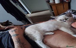 Ragdoll cats for sale: 1 loving boy  left Hand reared from 2 weeks old - Image 6
