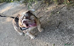 English Bulldog dogs for sale: Rehome Grizzly looking for forever home 🏡 - Image 6