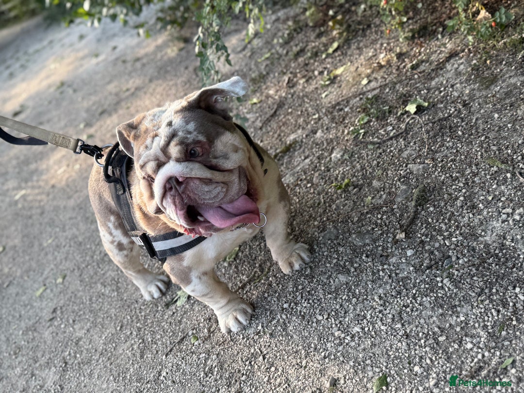 English Bulldog dogs for sale: Rehome Grizzly looking for forever home 🏡 - Image 6