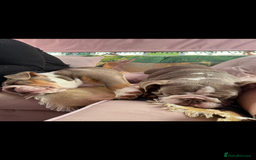 English Bulldog dogs for sale: British bulldogs one male one female  - Image 7