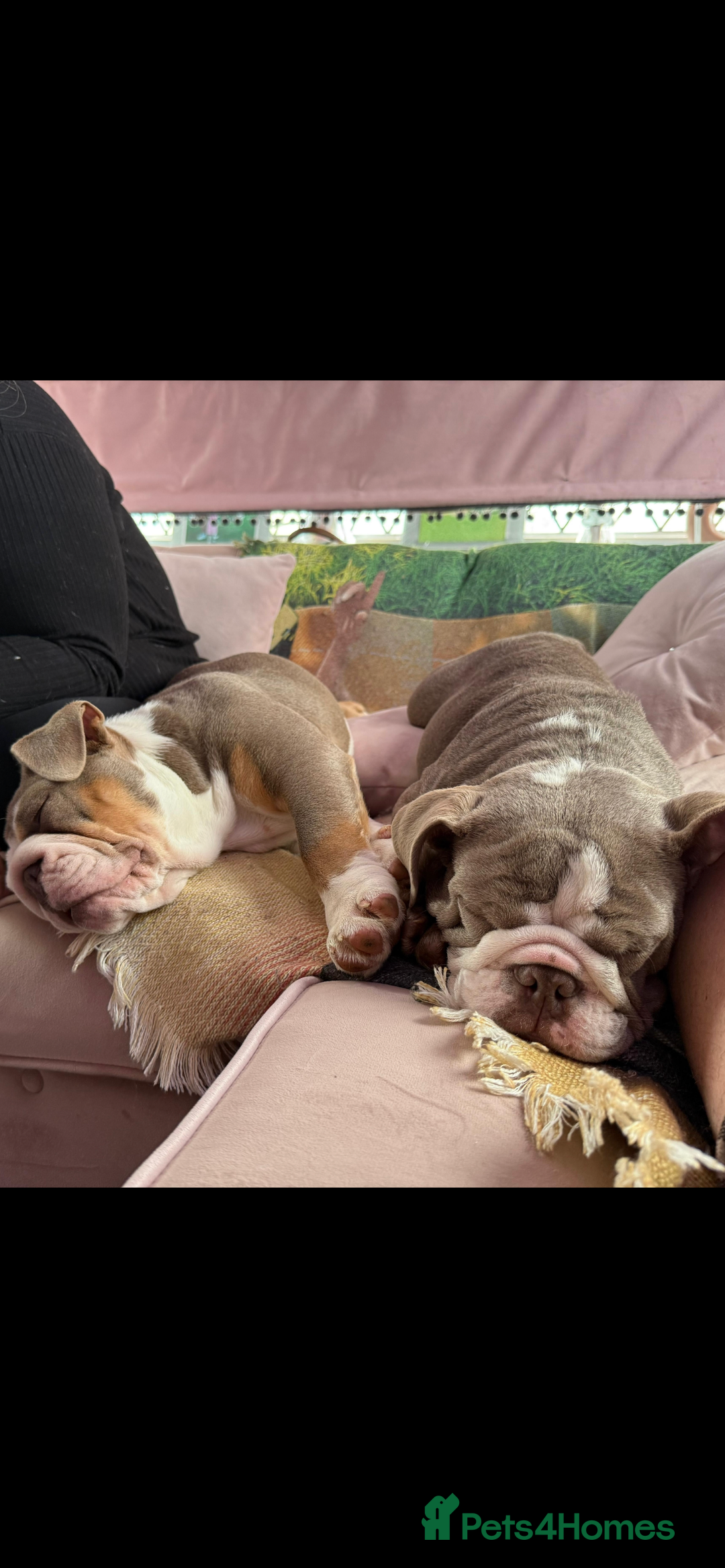 English Bulldog dogs for sale: British bulldogs one male one female  - Image 7