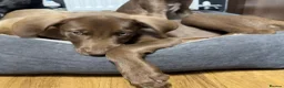 Mixed Breed dogs for sale:  ❤️Last 2! HUSKY SHEPHERD X WEIMARANER BOYS READY - Advert 6