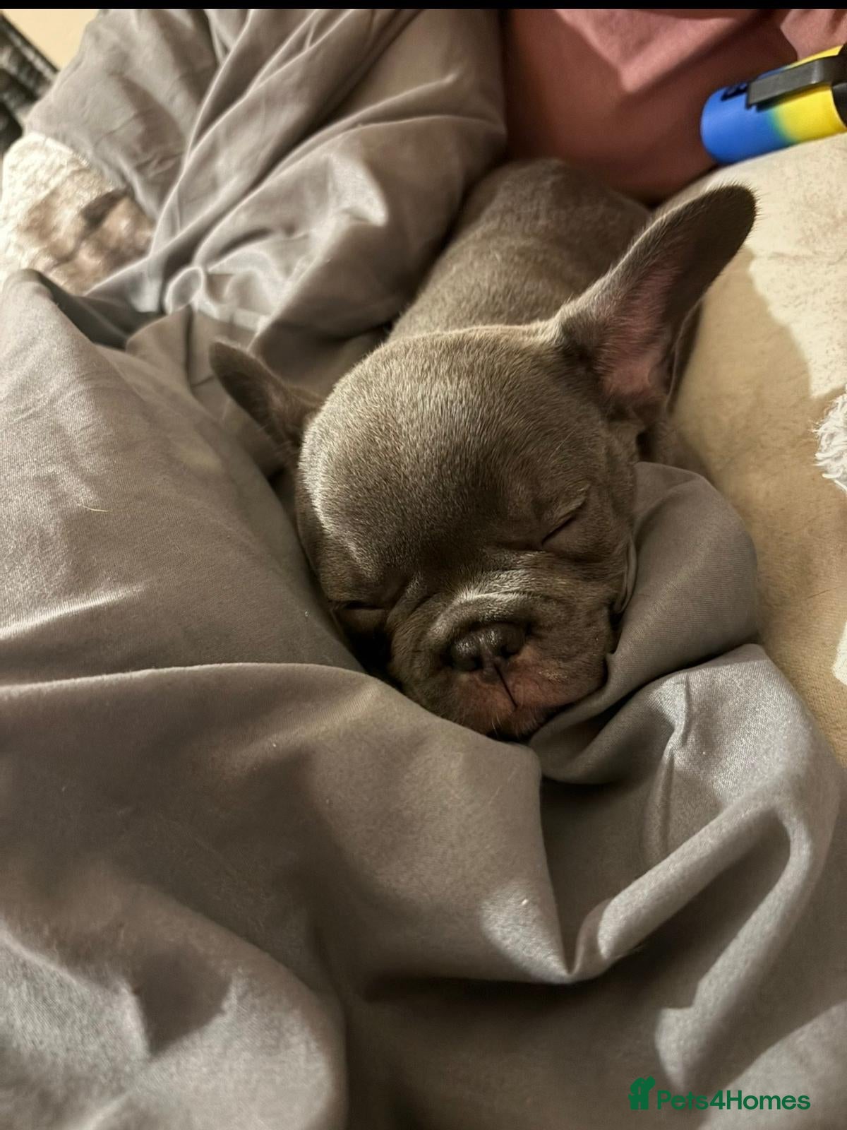 French Bulldog dogs 1 year old blue French bulldog  - Advert 3