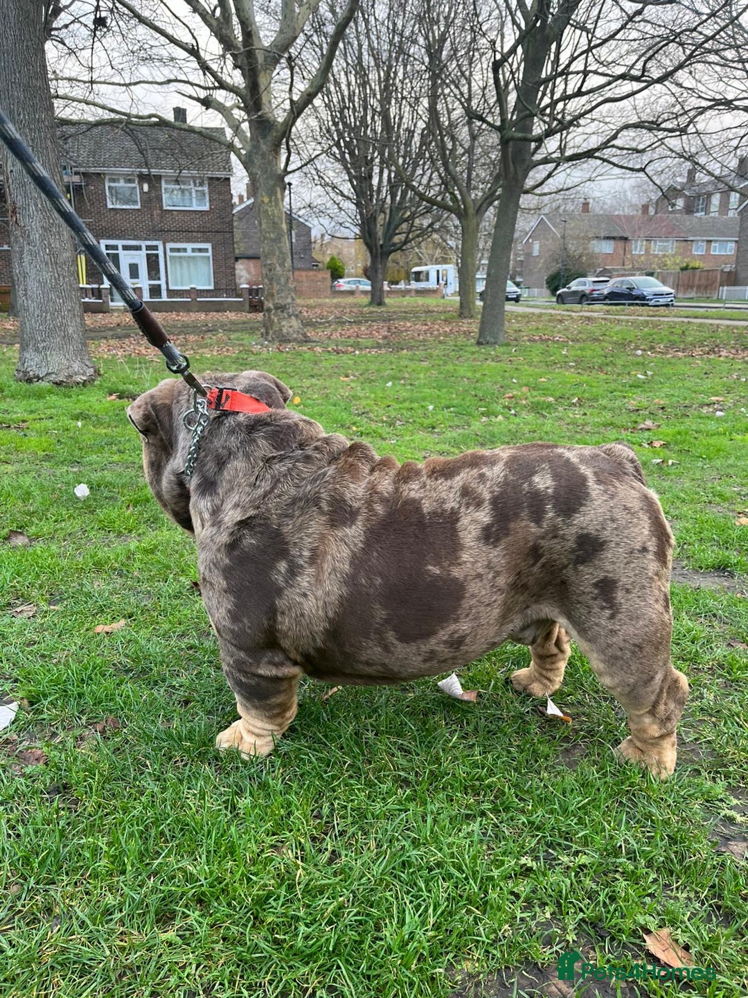 English Bulldog dogs for stud: Amazing Mr. Emperor 🍫 - Advert 2