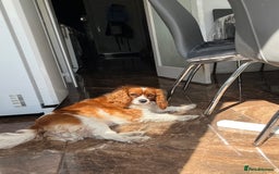 Cavalier King Charles Spaniel dogs for sale: Female Cav King Charles Spaniel - to rehome - Image 6