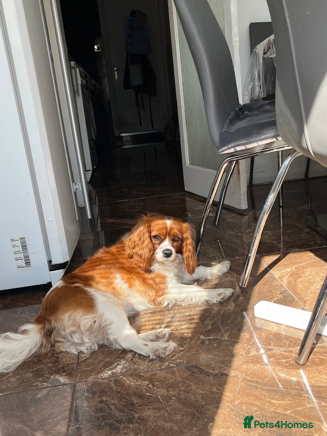 Cavalier King Charles Spaniel dogs for sale: Female Cav King Charles Spaniel - to rehome - Image 6