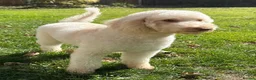Mini Goldendoodle dogs for sale: Toy Cross Goldendoodle Puppies - Advert 2