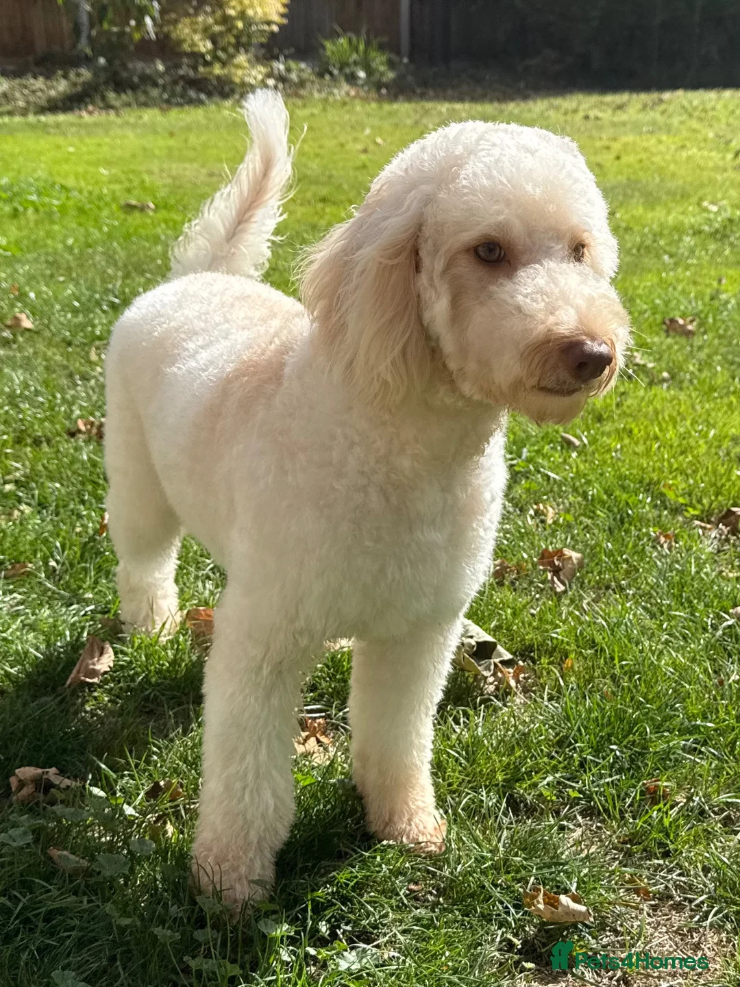 Mini Goldendoodle dogs for sale: Toy Cross Goldendoodle Puppies - Advert 2