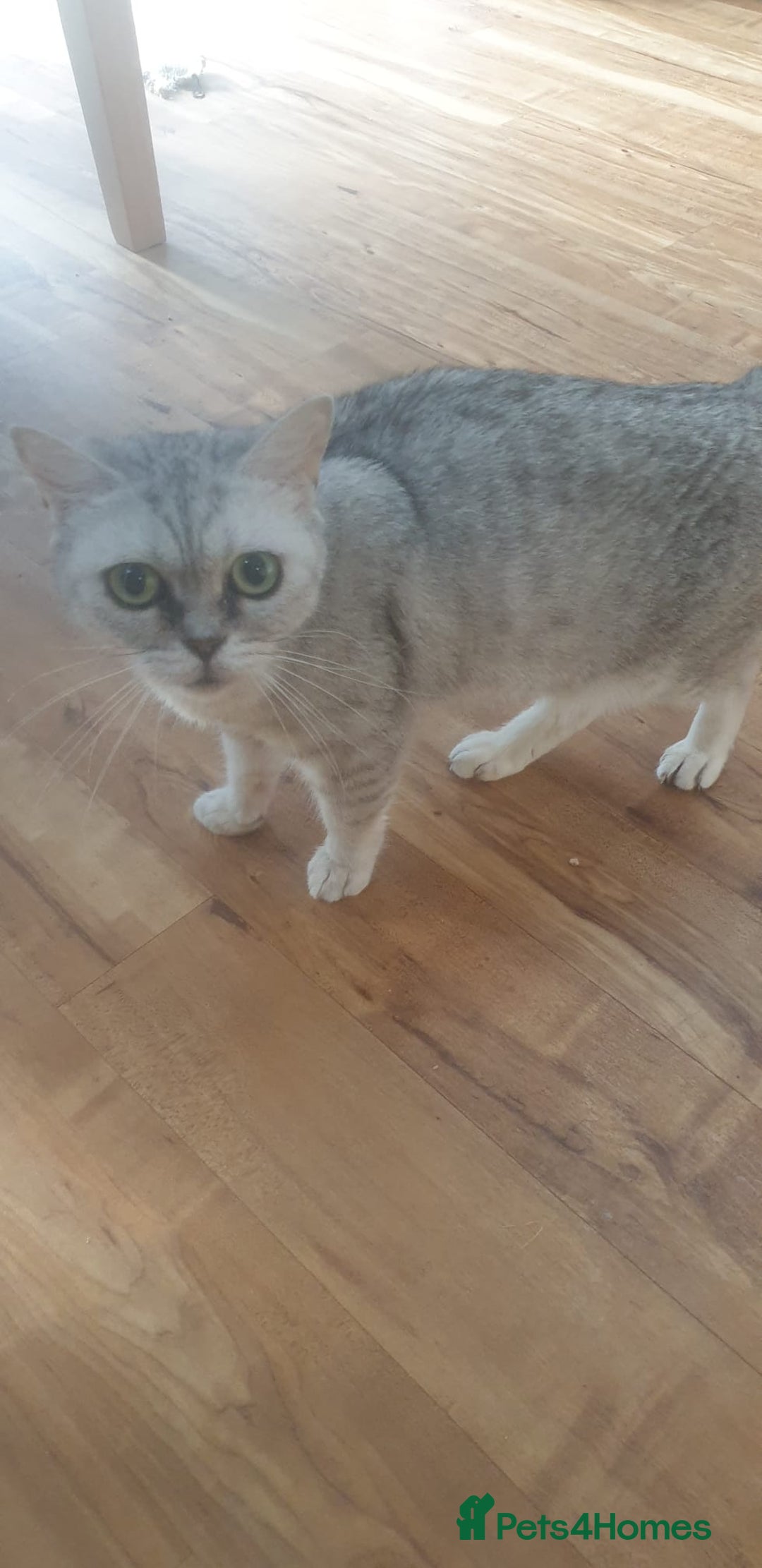 British Shorthair cats for sale: Pedigree British Shorthair  - Image 3