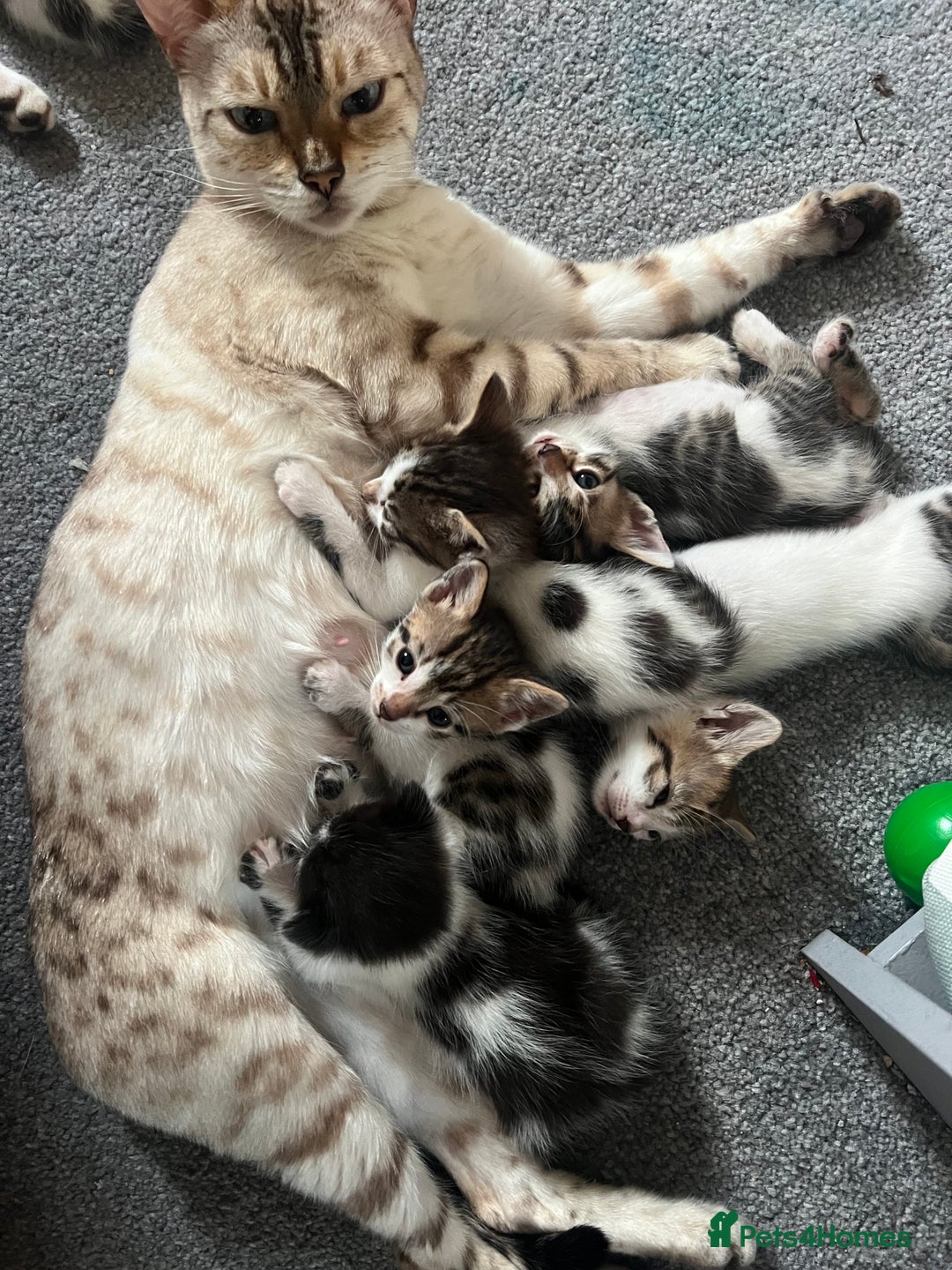 Mixed Breed cats for sale: Ready! Snow Bengal/Seal Lynx X Kittens  - Image 17