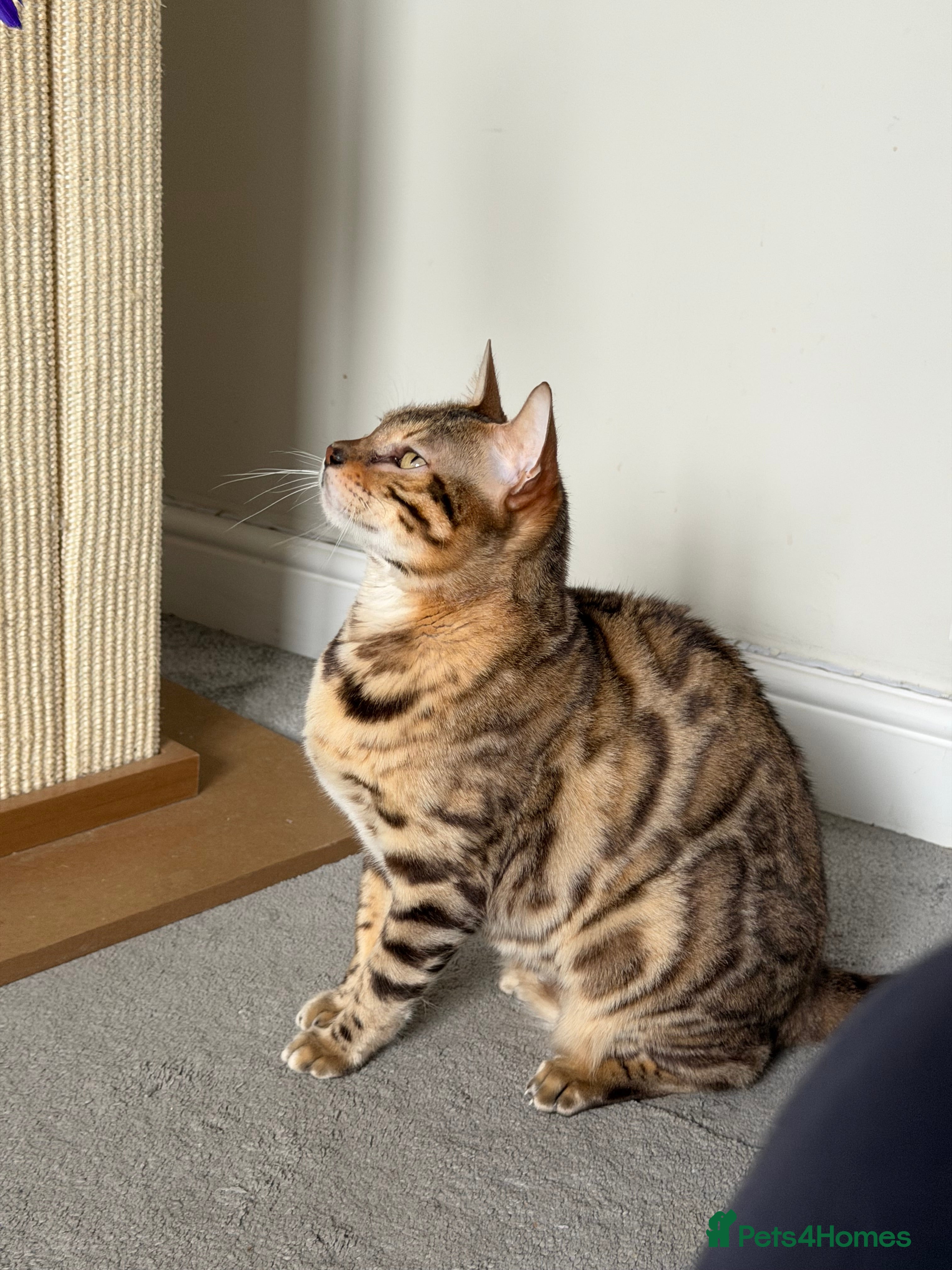 Bengal cats 🌹Gccf/TicaActive Exceptional Seal Sepia Bengal🌹 - Advert 4