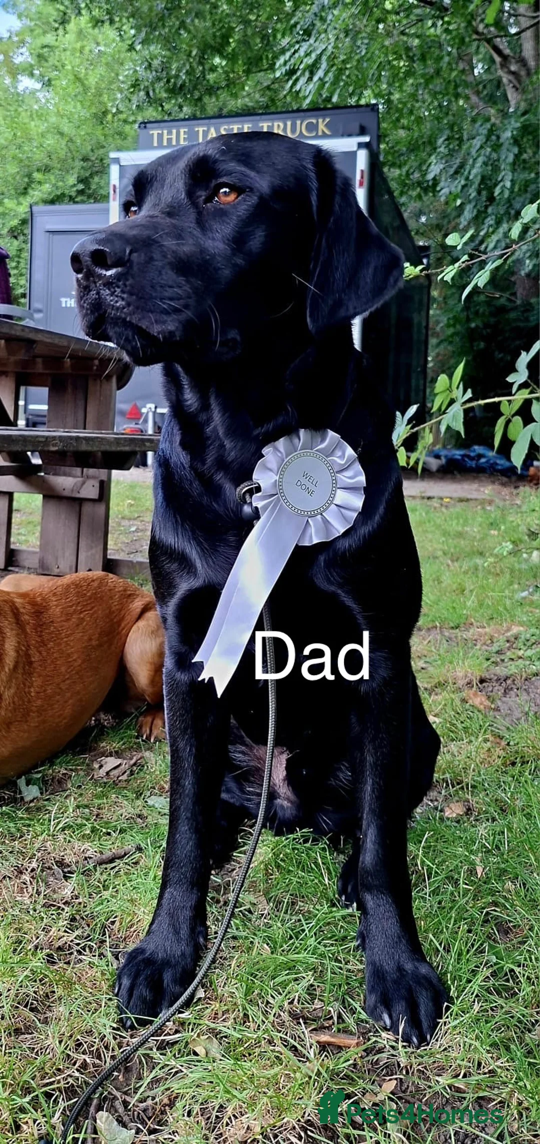 Labrador Retriever dogs for sale: Labrador Puppies – 2 Girls & 7 Boys - Advert 2