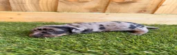 Miniature Dachshund dogs for sale: 3 beautiful minis!  - Advert 5
