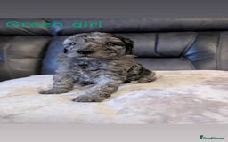 Labradoodle dogs for sale: HEALTH TESTED F1b Miniature labradoodle for SALE - Image 12