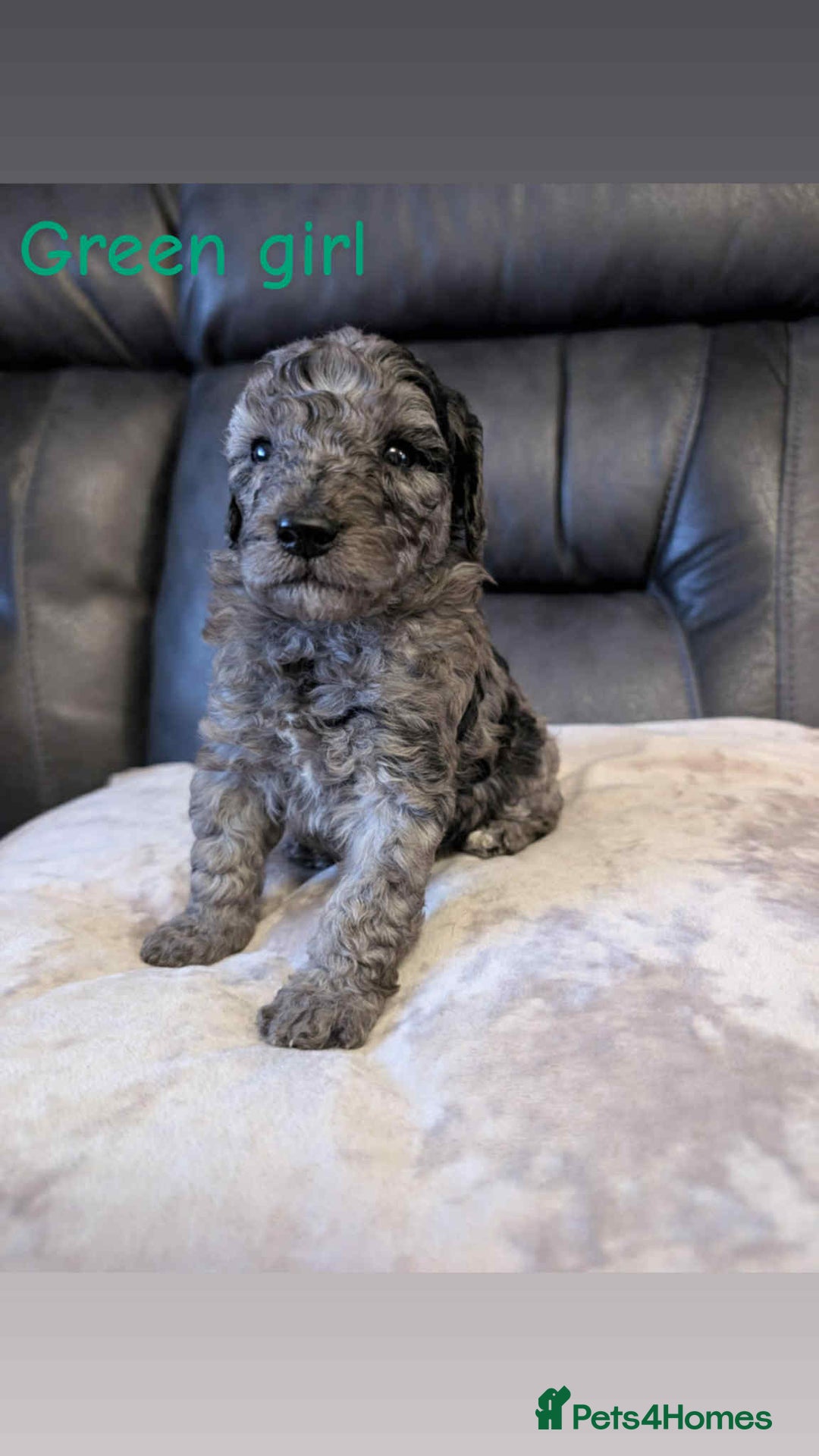 Labradoodle dogs for sale: HEALTH TESTED F1b Miniature labradoodle for SALE - Image 12
