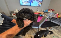 Cavapoo dogs for sale: TWO LITTLE FUR BABIES LEFT  - Image 37
