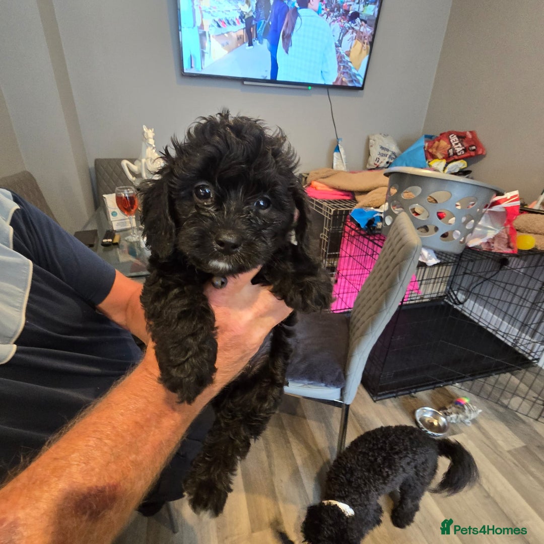 Cavapoo dogs for sale: TWO LITTLE FUR BABIES LEFT  - Image 37