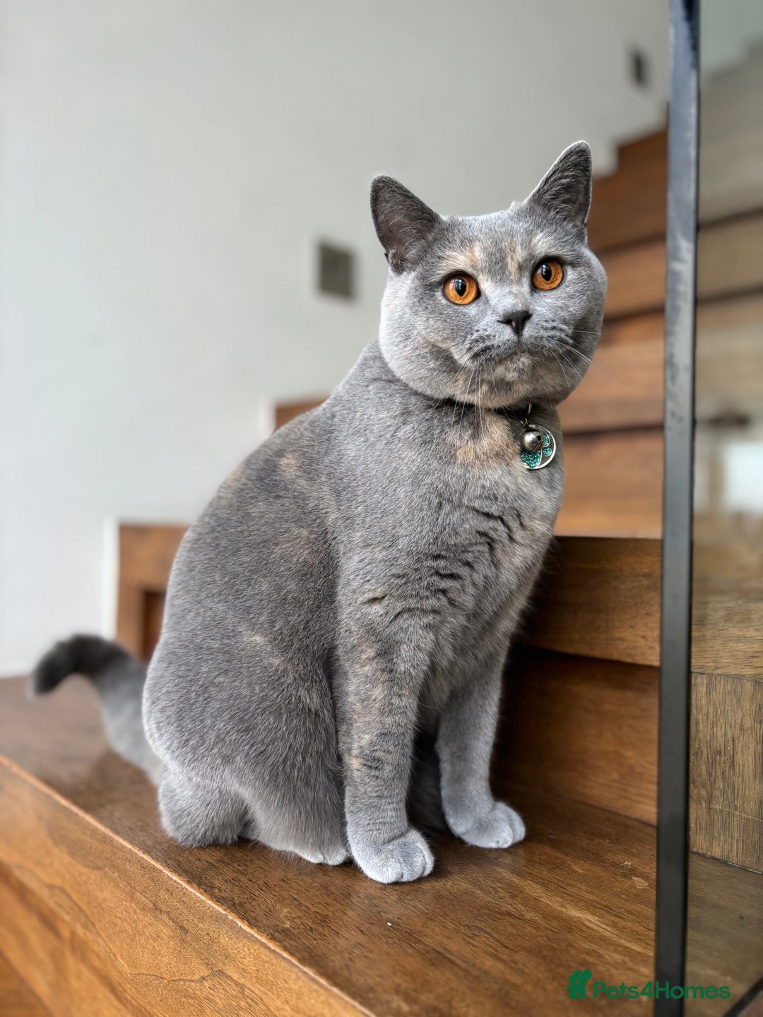 Scottish Fold cats for sale: Beautiful 3 Yr Old Scottish Fold - Advert 3