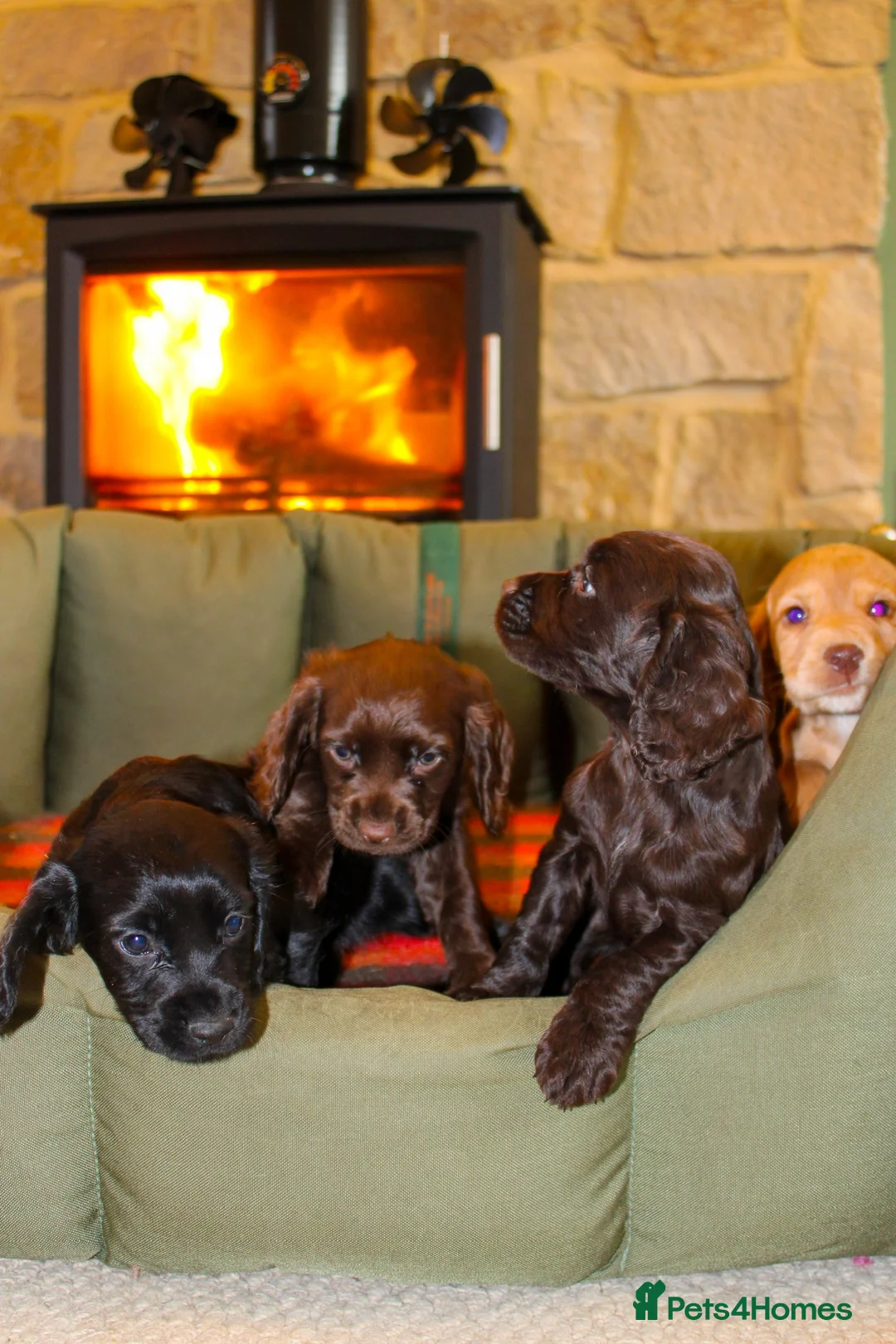 Cocker Spaniel dogs for sale: Outstanding Working Cocker Spaniel Puppy Female - Advert 8