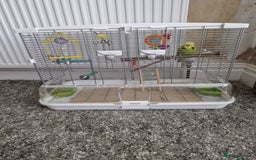 Budgerigars birds for sale: Charlie the Budgie looking for a loving home  - Image 7