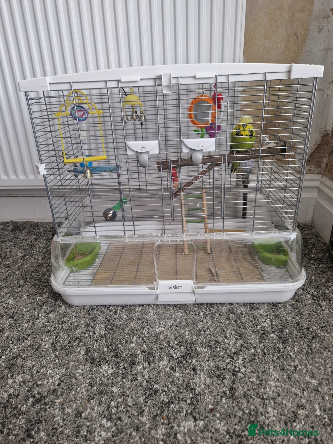 Budgerigars birds for sale: Charlie the Budgie looking for a loving home  - Image 7
