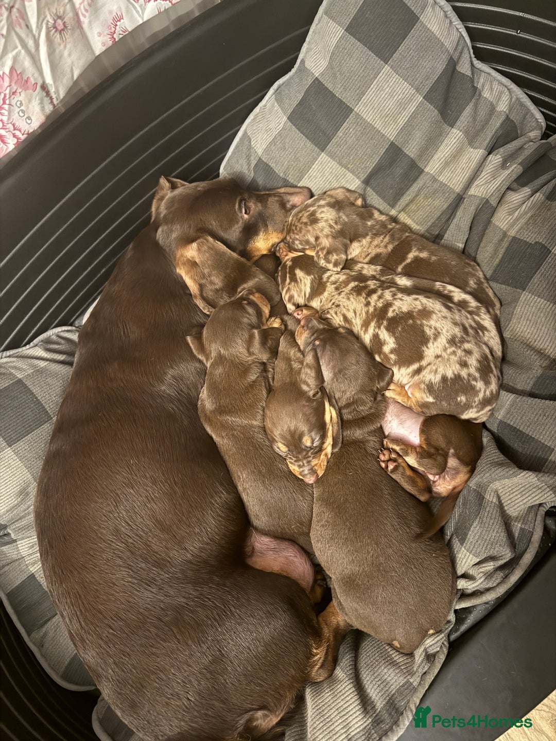 Dachshund dogs for sale: Lovely Dachshunds!  - Advert 3
